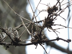 Podosphaera phytoptophila