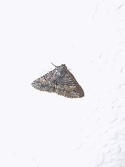 Metalectra diabolica