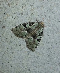 Leuconycta lepidula