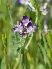 Astragalus rattanii jepsonianus