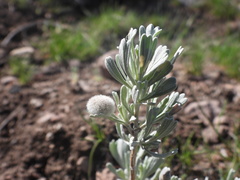 Rhopalomyia hirtipomum