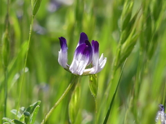 Astragalus rattanii jepsonianus