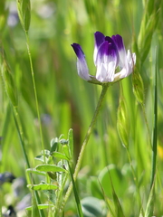 Astragalus rattanii jepsonianus