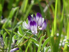 Astragalus rattanii jepsonianus