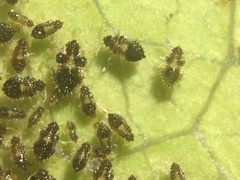 Corythucha incurvata