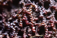 Frullania californica
