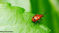 Neolema quadriguttata