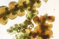 Frullania californica