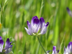 Astragalus rattanii jepsonianus