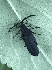 Idiopteron