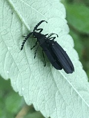 Idiopteron