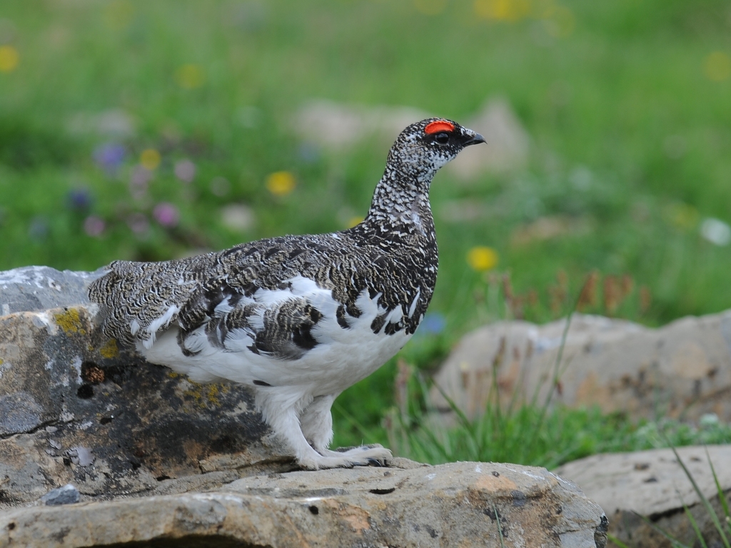 Rock Ptarmigan (Alps)