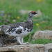 Alpine Rock Ptarmigan - Photo (c) böhringer friedrich, some rights reserved (CC BY-SA)