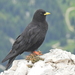 Yellow-billed Chough - Photo (c) xulescu_g, some rights reserved (CC BY-SA)