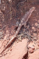 Dipsosaurus dorsalis dorsalis