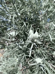Tetradymia comosa