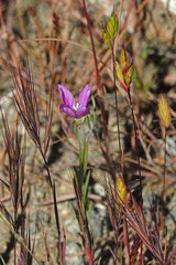 Clarkia affinis