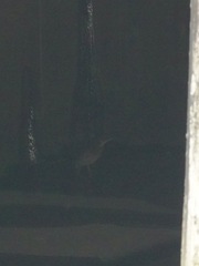 Ixobrychus eurhythmus