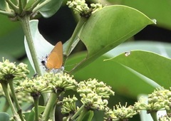 Pseudotajuria donatana