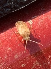 Hamatophylus guttulosus