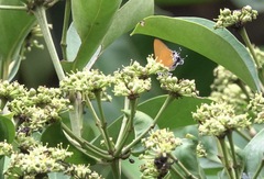 Pseudotajuria donatana