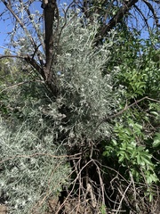 Tetradymia comosa