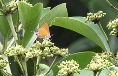 Pseudotajuria donatana