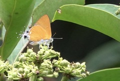 Pseudotajuria donatana