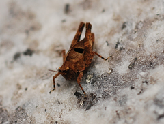 Formosatettix robustus