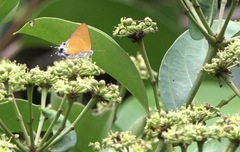 Pseudotajuria donatana