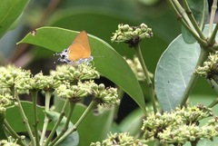 Pseudotajuria donatana