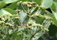 Pseudotajuria donatana