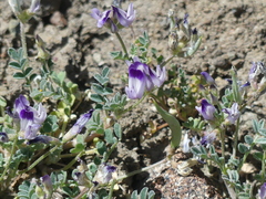 Astragalus rattanii jepsonianus