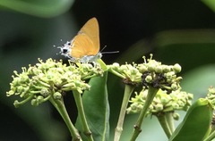 Pseudotajuria donatana