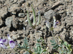 Astragalus rattanii jepsonianus