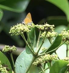 Pseudotajuria donatana