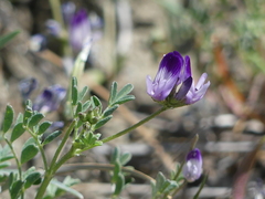 Astragalus rattanii jepsonianus
