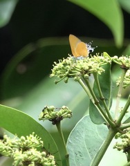 Pseudotajuria donatana