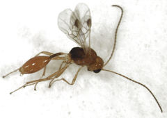 Aridelus rufotestaceus
