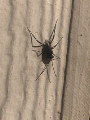 Evania appendigaster