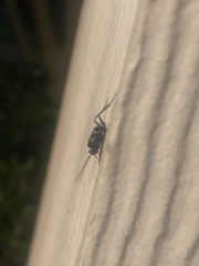 Evania appendigaster