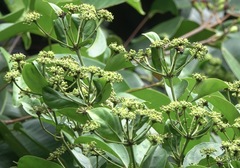 Pseudotajuria donatana