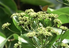 Pseudotajuria donatana