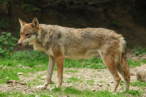 Italian Wolf (Subspecies Canis lupus italicus) · iNaturalist