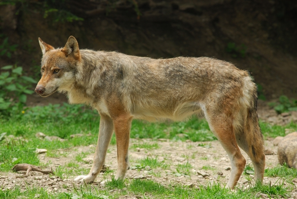 Italian Wolf (Subspecies Canis lupus italicus) · iNaturalist United Kingdom
