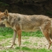 Canis lupus italicus - Photo (c) Gilles PRETET, algunos derechos reservados (CC BY)
