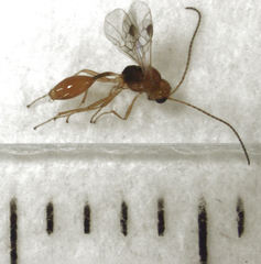 Aridelus rufotestaceus