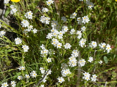 Plagiobothrys stipitatus