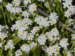 Plagiobothrys stipitatus