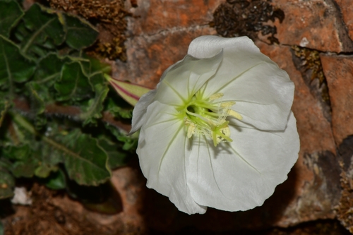 Oenothera tetraptera iNat (1)